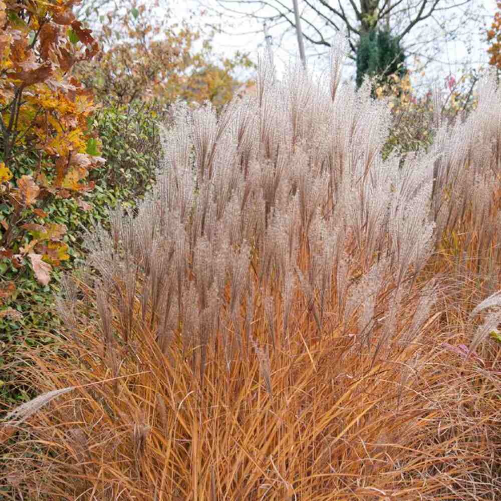 Iarba Elefantului (Miscanthus Sinensis) Kleine Silberspinne, iarba ornamentala pitica si compacta cu spice argintii elegante, crestere rapida