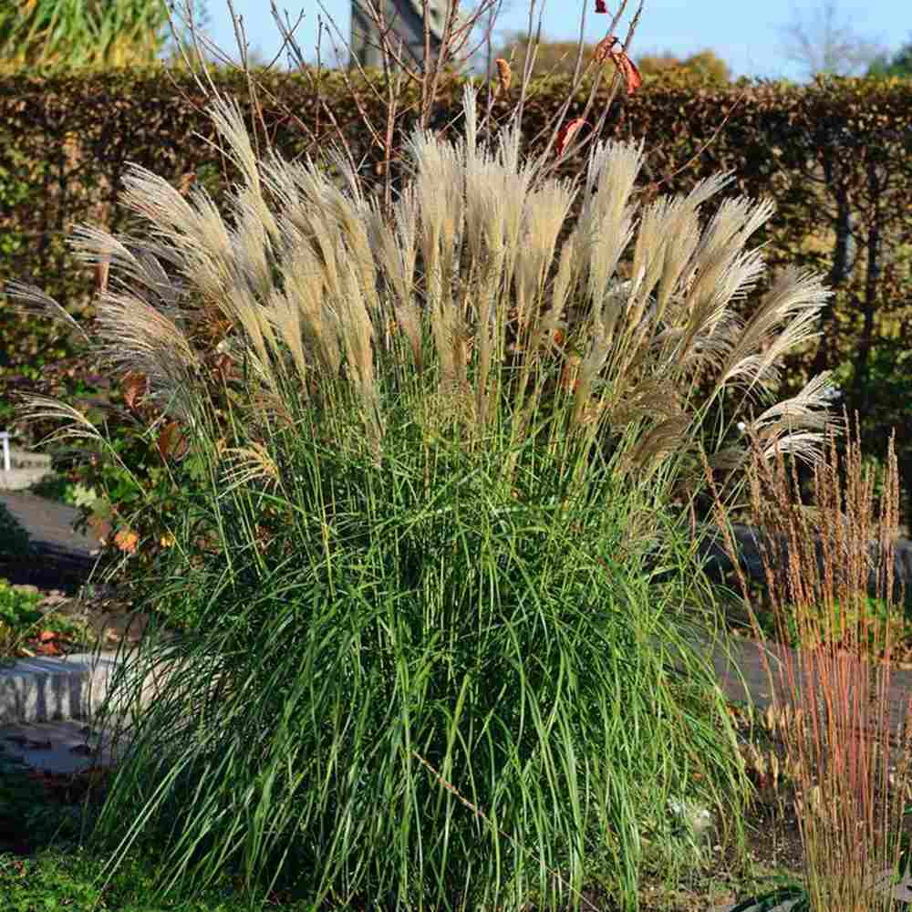 Iarba Elefantului (Miscanthus Sinensis) Kleine Silberspinne, iarba ornamentala pitica si compacta cu spice argintii elegante, crestere rapida