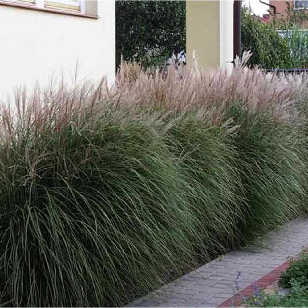 Iarba Elefantului (Miscanthus Sinensis) Kleine Silberspinne, iarba ornamentala pitica si compacta cu spice argintii elegante, crestere rapida
