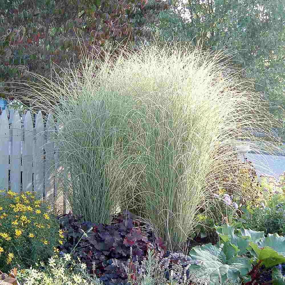 Iarba Elefantului (Miscanthus Sinensis) Morning Light, iarba ornamentala eleganta cu frunzis fin si reflexii argintii, crestere rapida