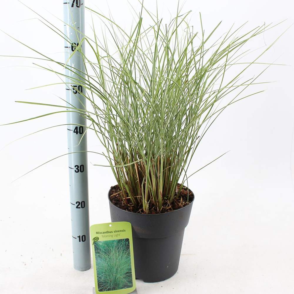 Iarba Elefantului (Miscanthus Sinensis) Morning Light, iarba ornamentala eleganta cu frunzis fin si reflexii argintii, crestere rapida