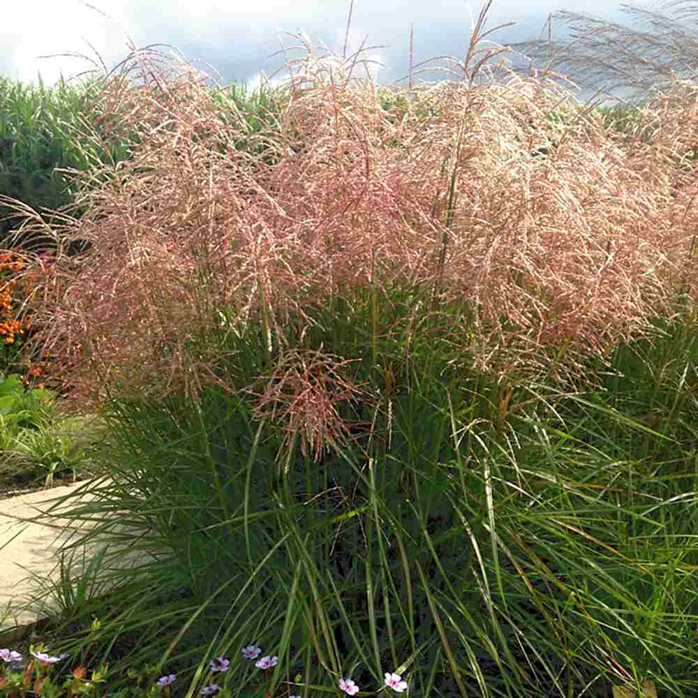 Iarba Elefantului (Miscanthus Sinensis) Pink Cloud, iarba ornamentala cu spice roz si frunzis elegant, crestere rapida