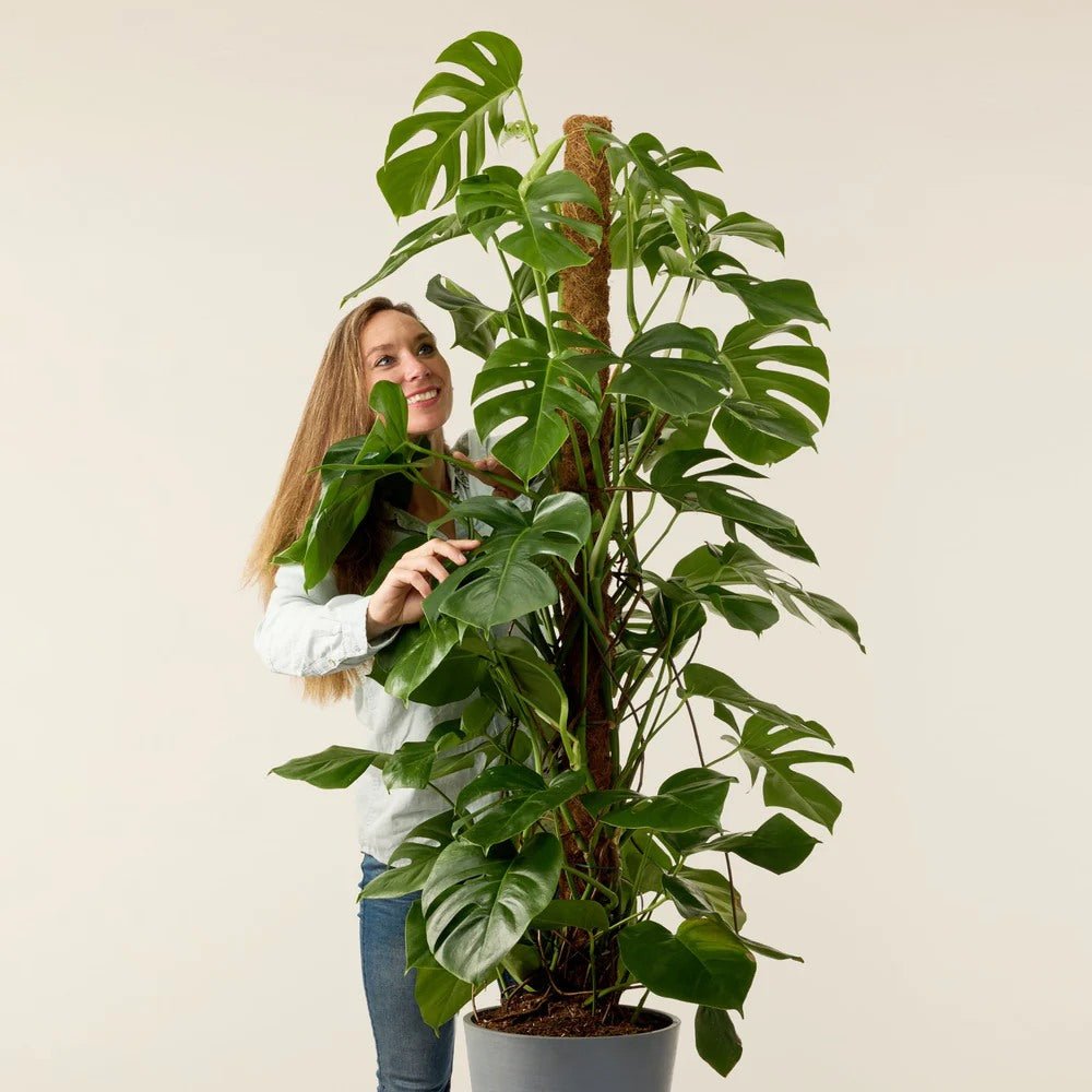Monstera Deliciosa - 150 cm