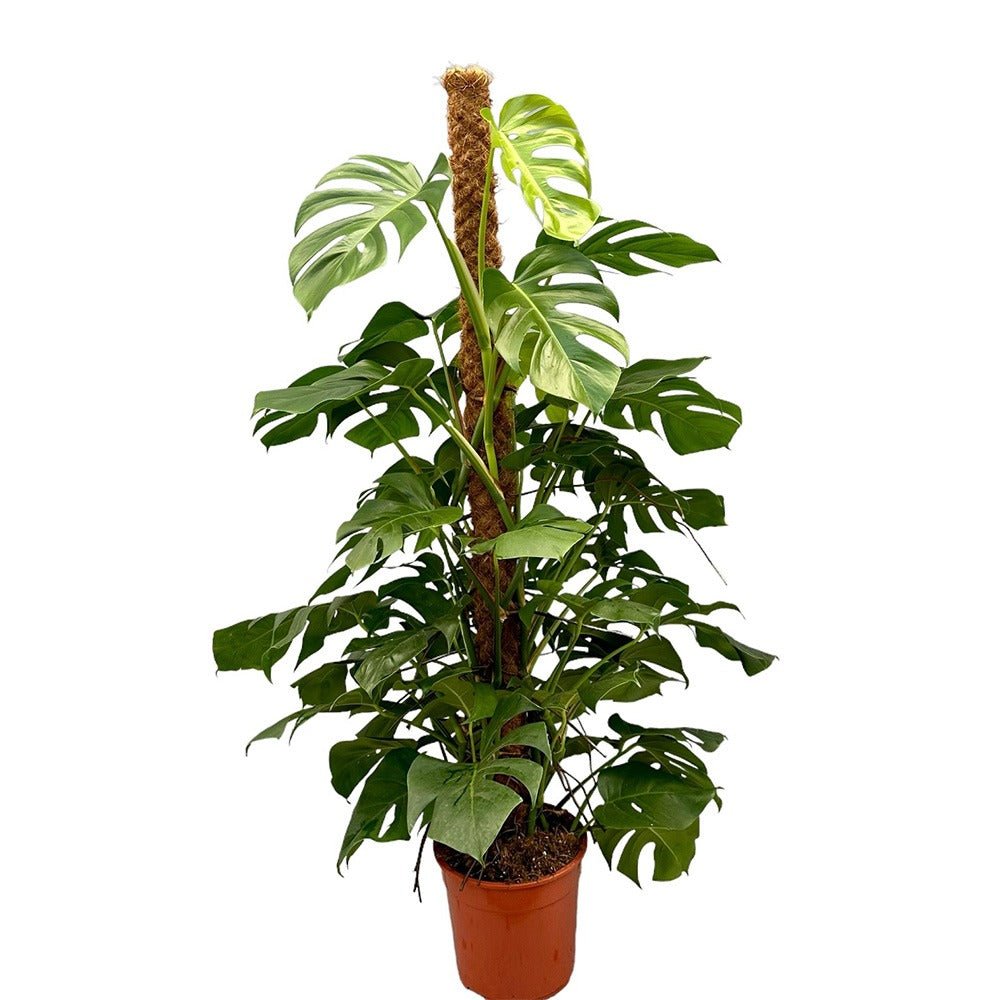 Monstera Deliciosa - 150 cm