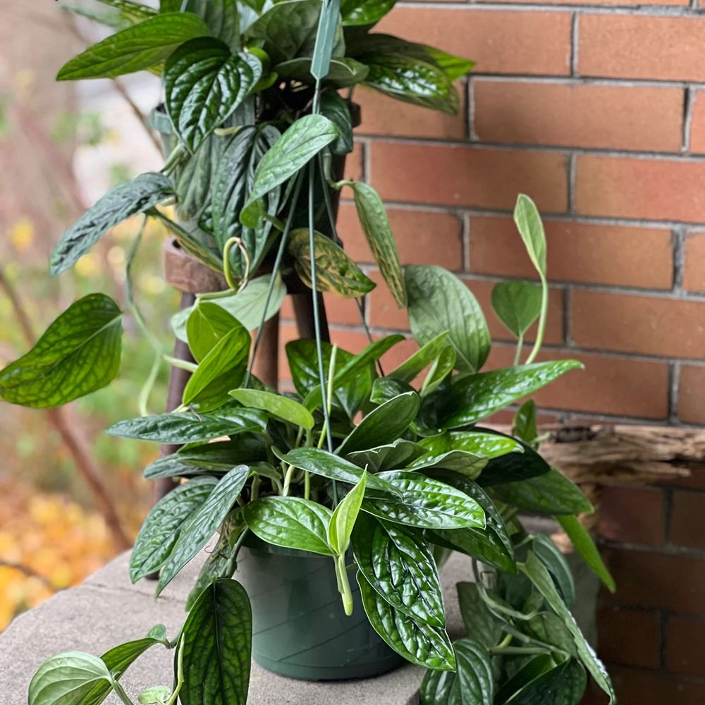 Monstera Peru Karstenianum - 30 cm