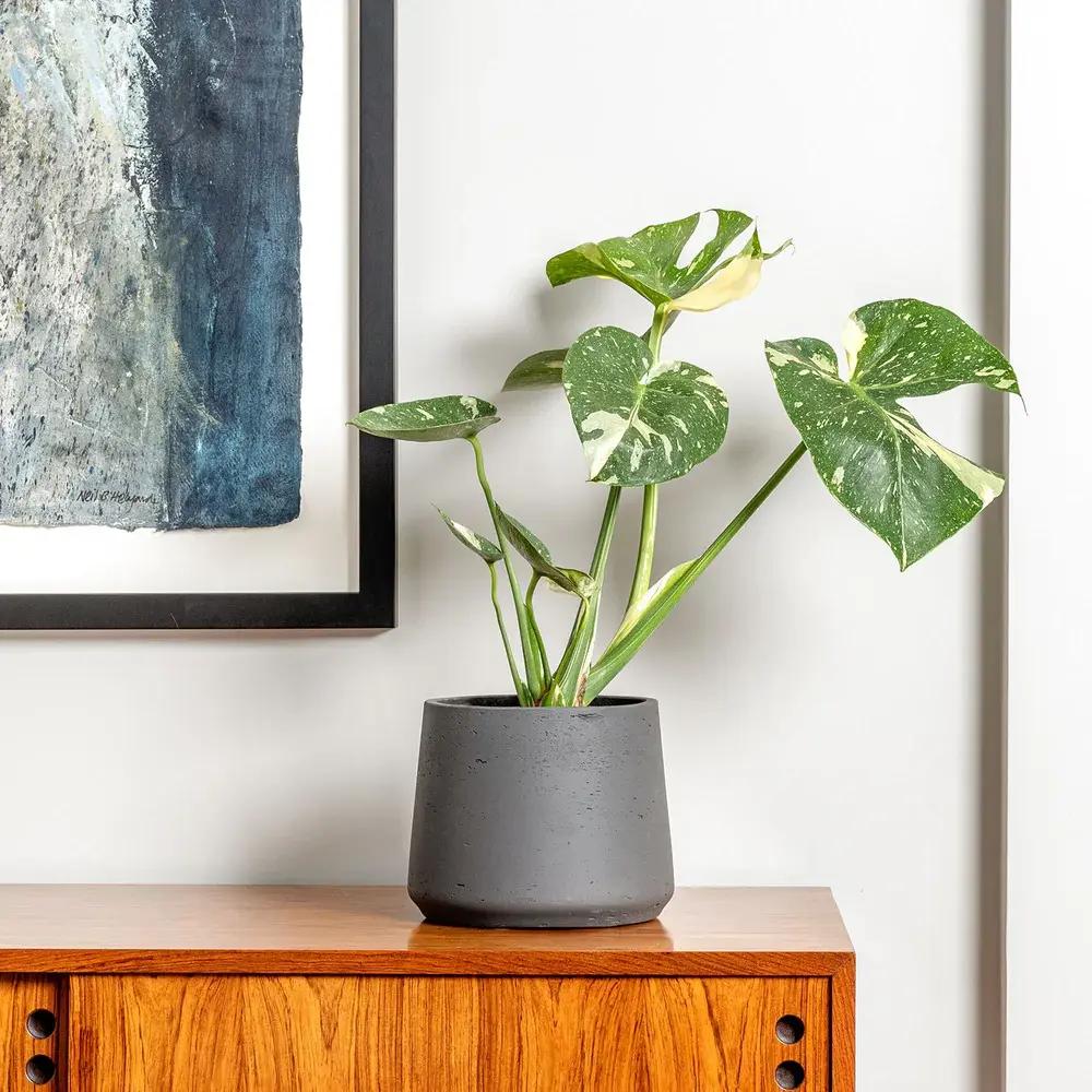 Monstera Deliciosa Thai Constellation, planta de interior rara, variegatie alba marmurata, frunze mari decupate, planta tropicala purificatoare de aer - 55 cm