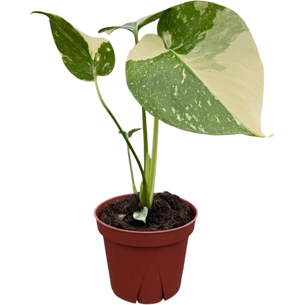 Monstera Deliciosa Thai Constellation, planta de interior rara, variegatie alba marmurata, frunze mari decupate, planta tropicala purificatoare de aer - 25 cm