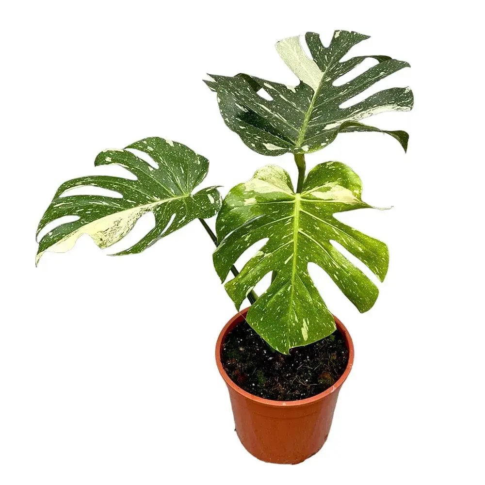 Monstera Deliciosa Thai Constellation, planta de interior rara, variegatie alba marmurata, frunze mari decupate, planta tropicala purificatoare de aer - 55 cm