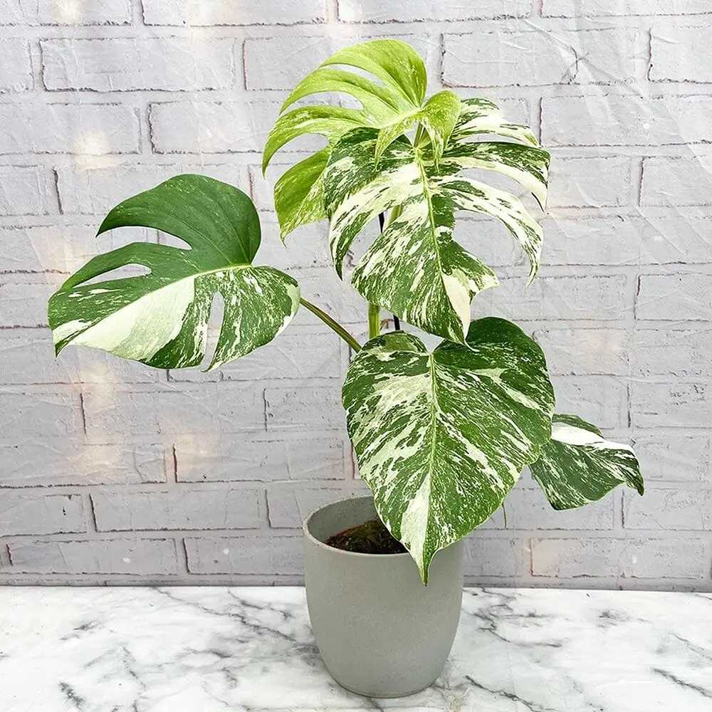 Monstera Deliciosa Thai Constellation, planta de interior rara, variegatie alba marmurata, frunze mari decupate, planta tropicala purificatoare de aer - 25 cm