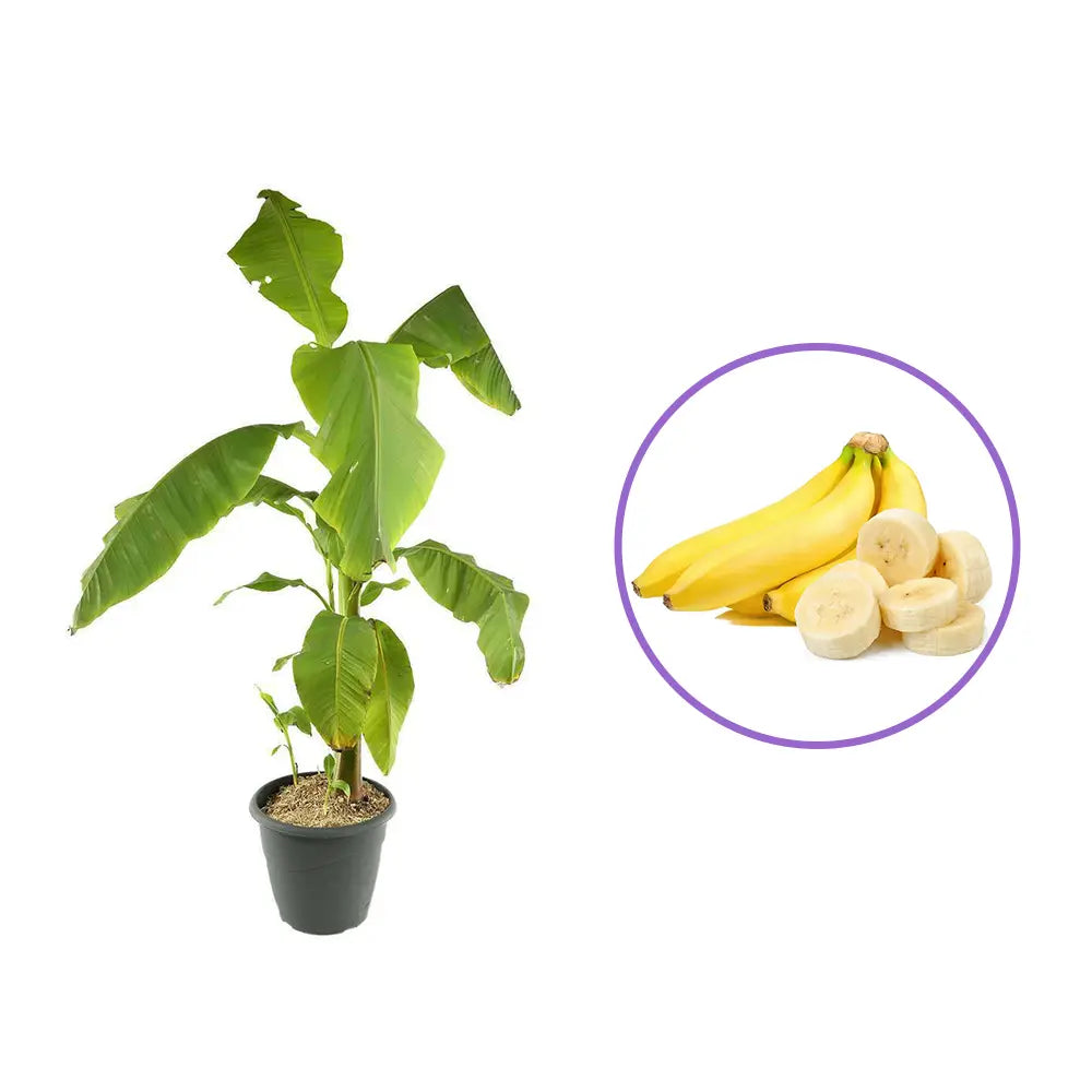 Bananier japonez (Musa Basjoo), rezistent la frig, suporta -10°C, ideal gradina sau interior