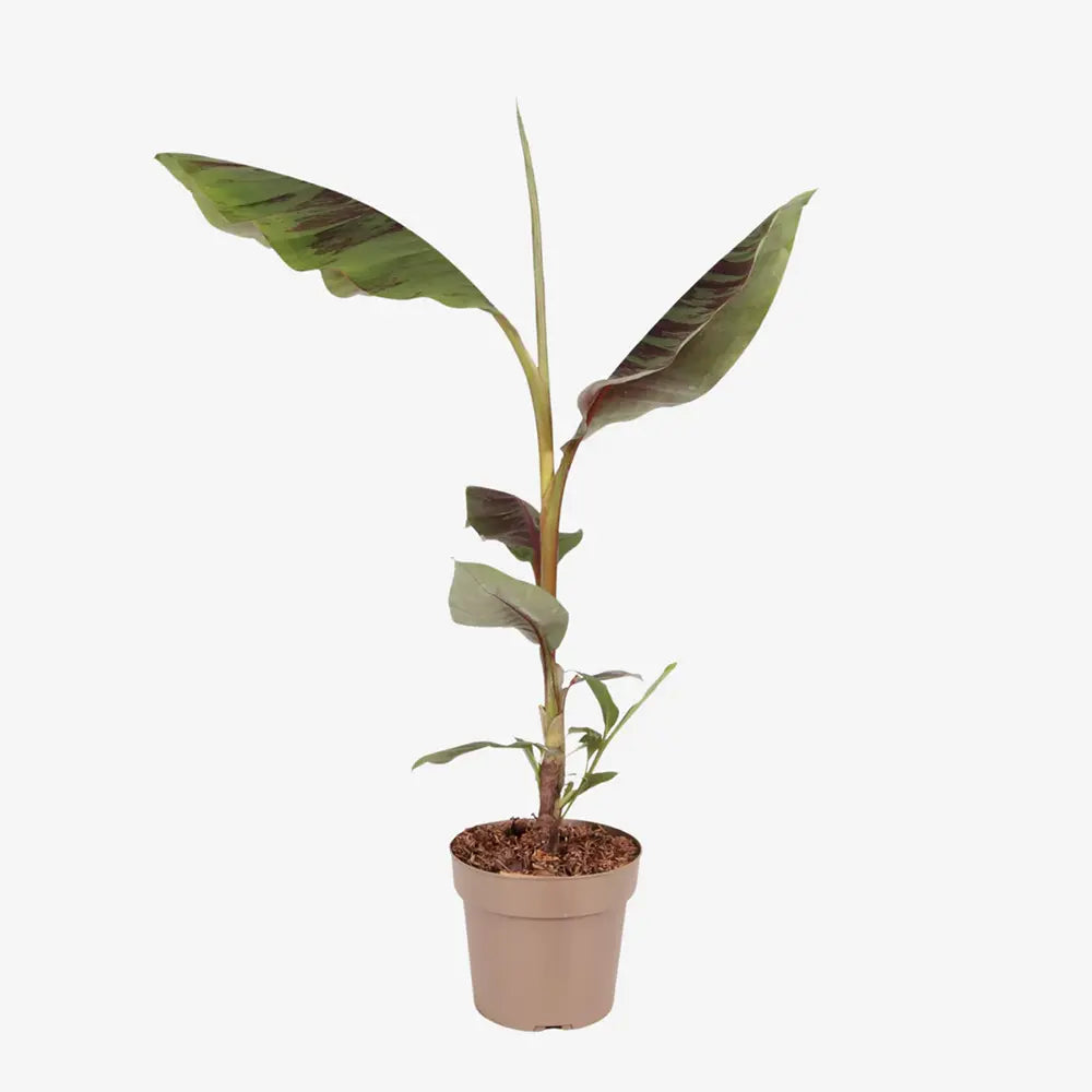 Bananier Ever Red (Musa Ever Red), 70 cm, rezistent la frig, suporta -10°C, ideal gradina sau interior