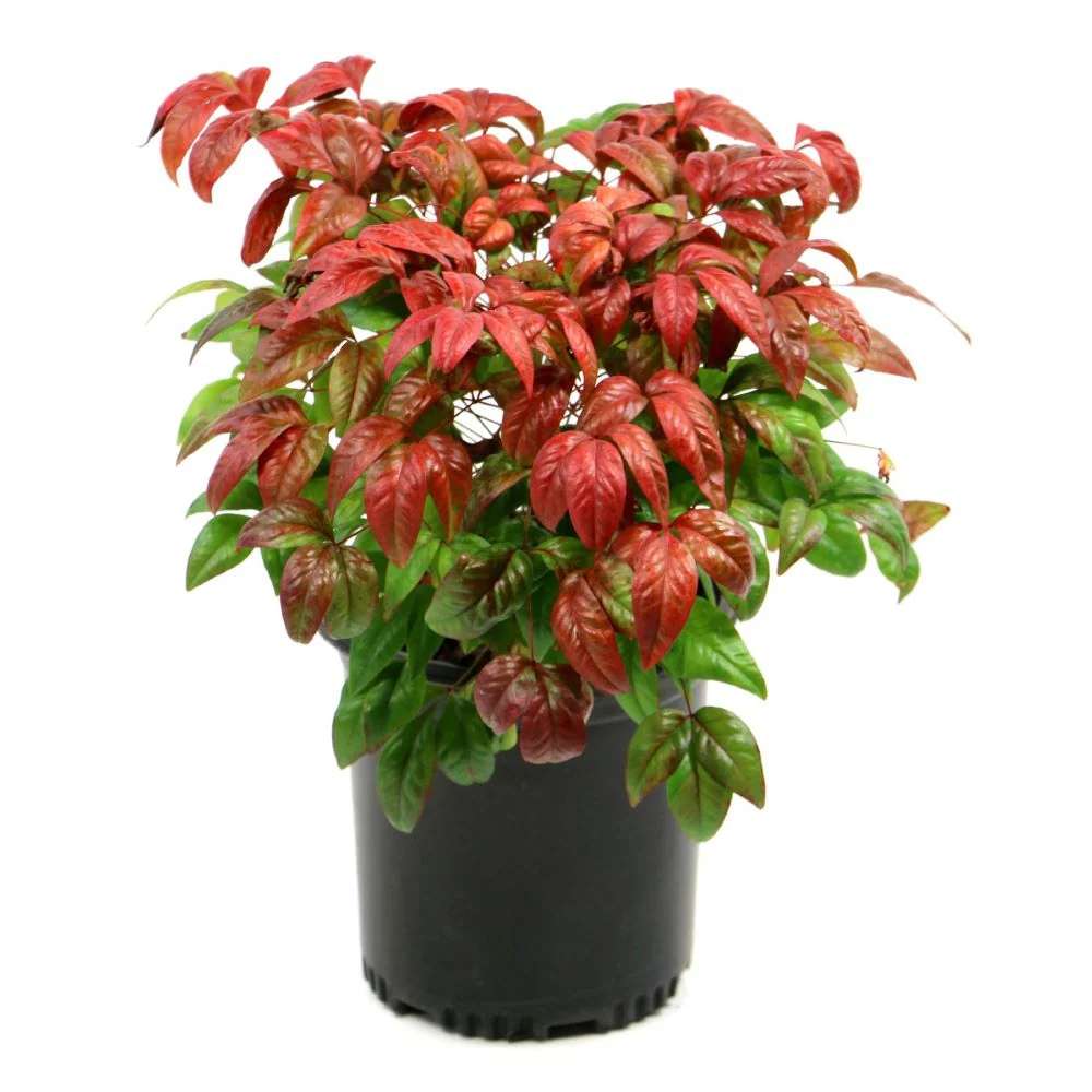 Bambus Sacru Nandina Firepower, arbust compact cu frunze rosii toamna si iarna, rezistent la frig, gradina japoneza, Feng shui