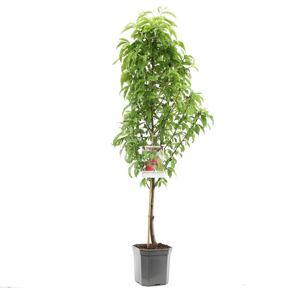 Nectarin Flateryna (Prunus Persica), cu fructe dulci-acrisor fara samburi