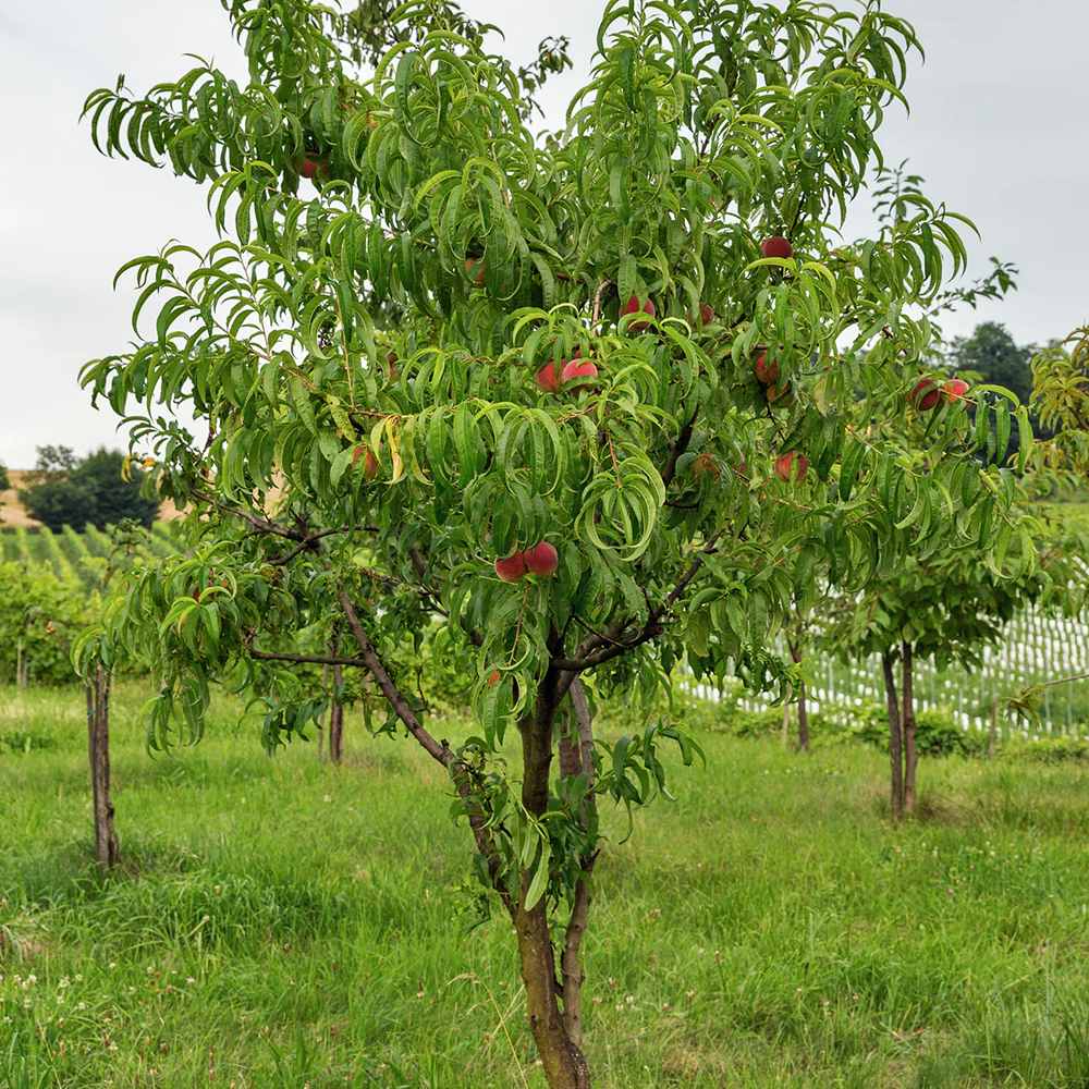 Nectarin Flateryna (Prunus Persica), cu fructe dulci-acrisor fara samburi - VERDENA-170 cm inaltime, livrat in ghiveci de 5 l