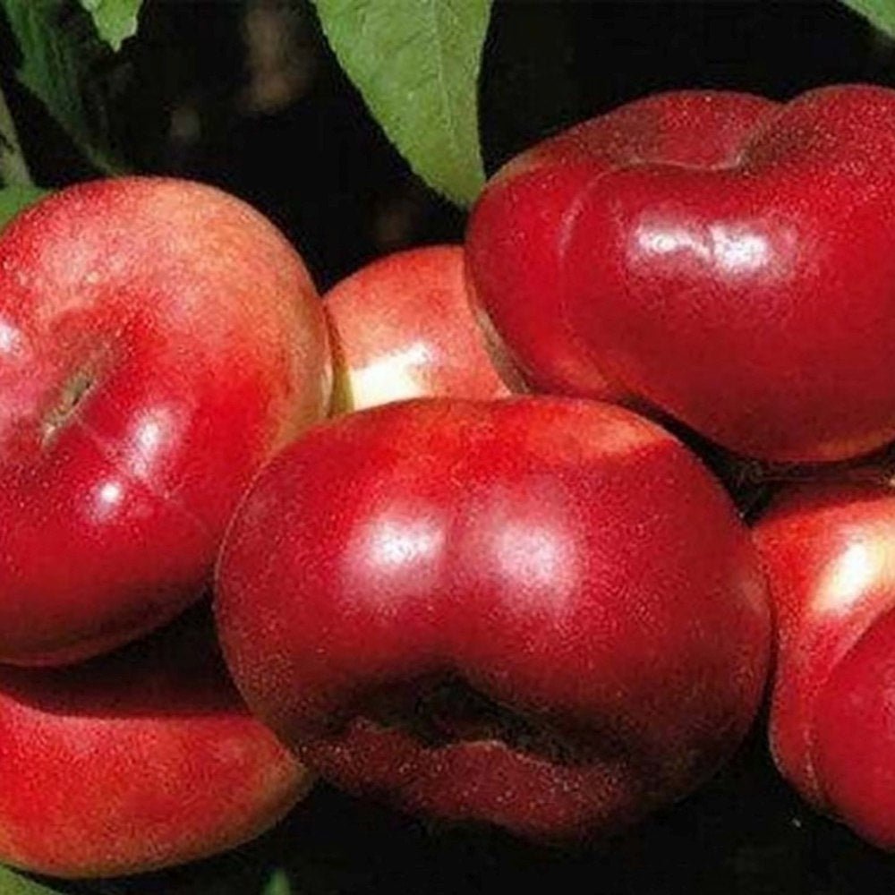 Nectarin Flateryna (Prunus Persica), cu fructe dulci-acrisor fara samburi