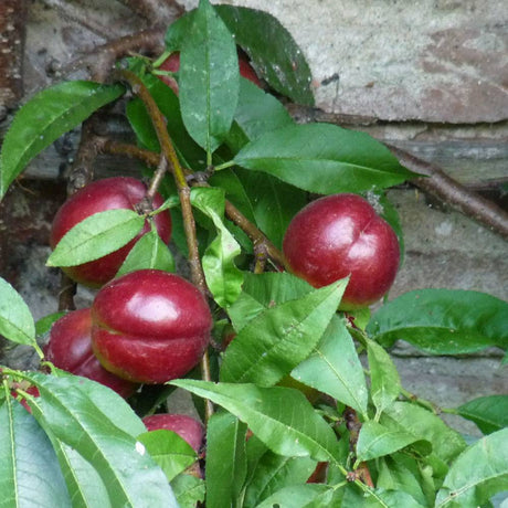 Nectarin Madame Blanchet (Prunus Persica Nucipersica), cu fructe dulci acrisor - VERDENA-170 cm inaltime, livrat in ghiveci de 5 l