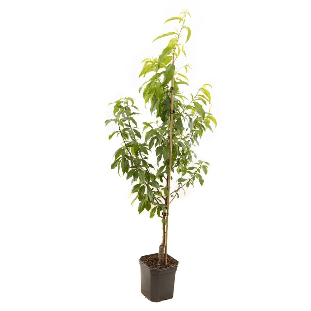 Nectarin Madame Blanchet (Prunus Persica Nucipersica), cu fructe dulci acrisor