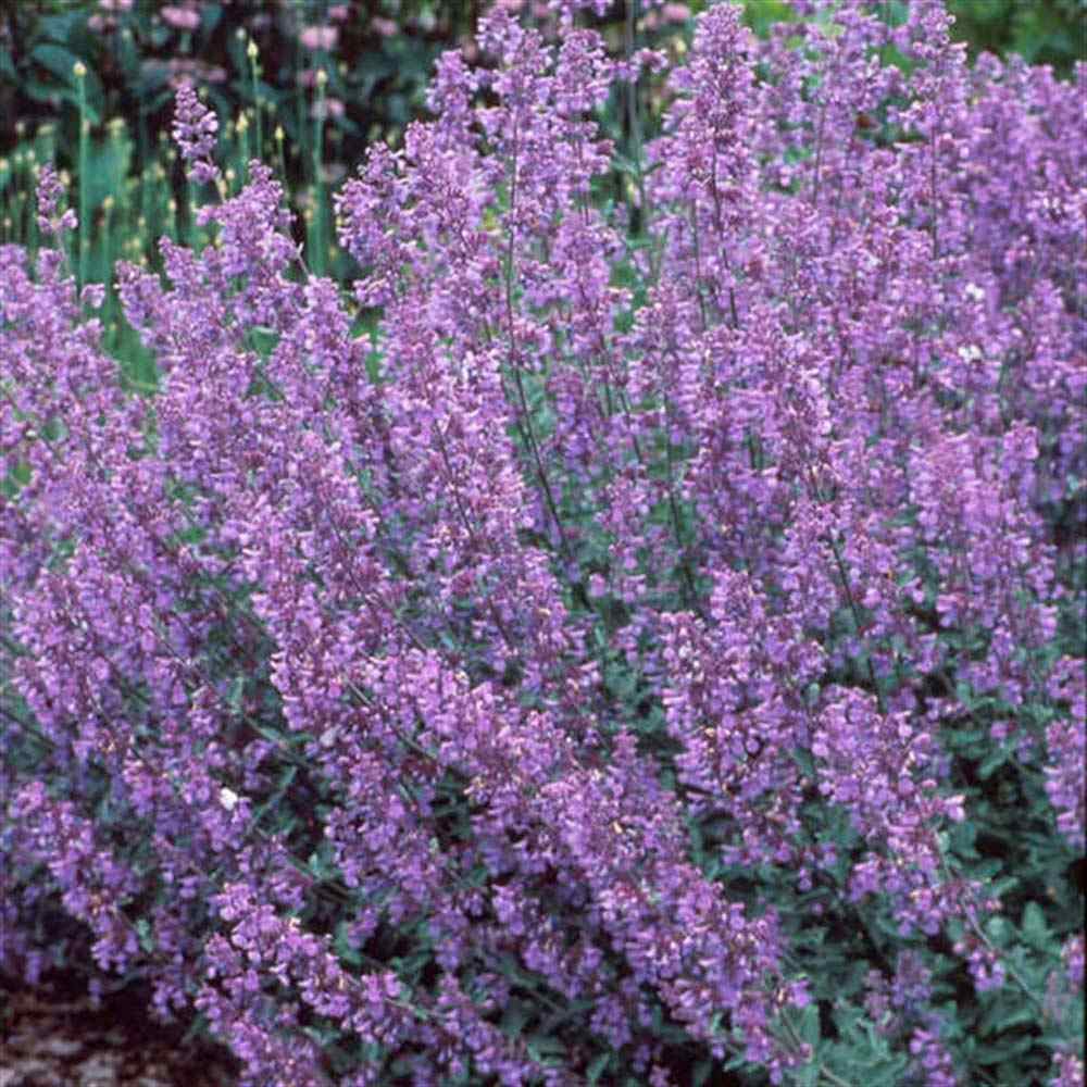 Menta Pisicii (Nepeta) Walker's Low, cu flori albastre-violet si parfum placut