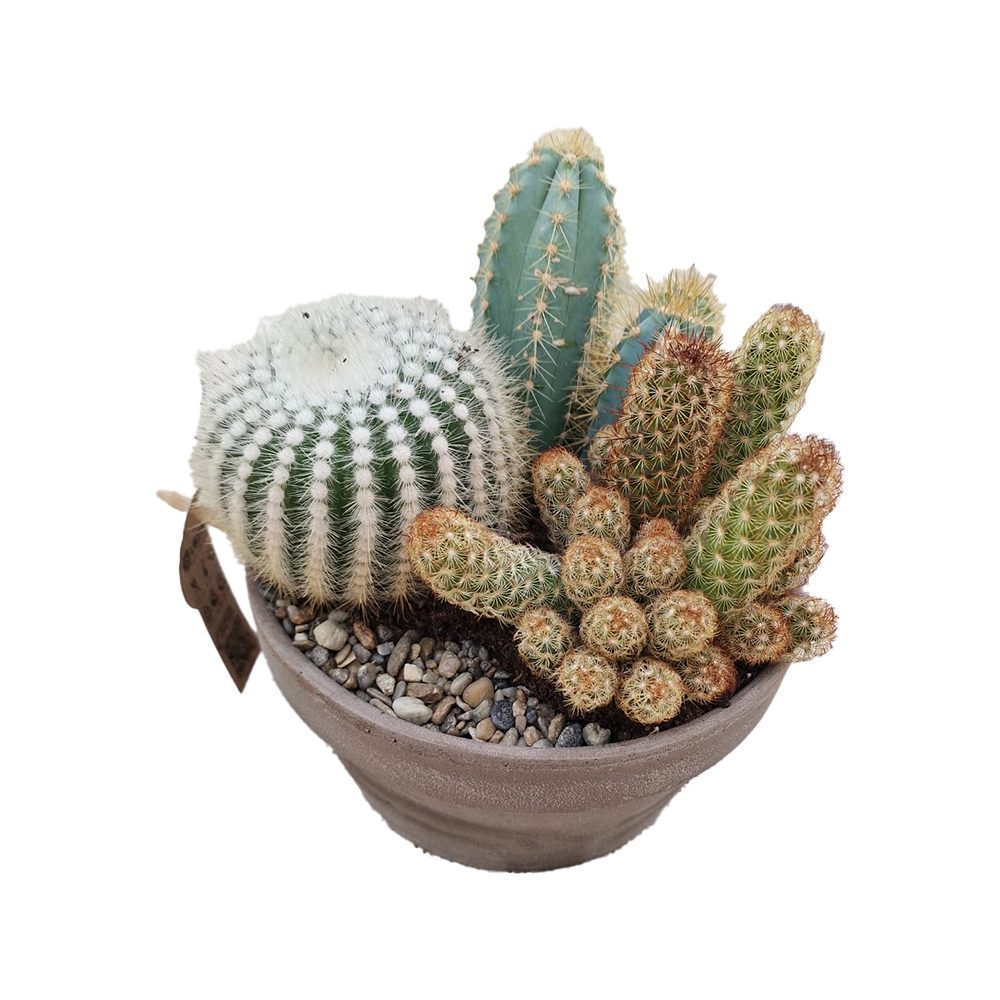 Aranjament Cactusi XXL giveci din lut gri, decor exotic de interior, cadou corporate sau cadou pentru cei dragi