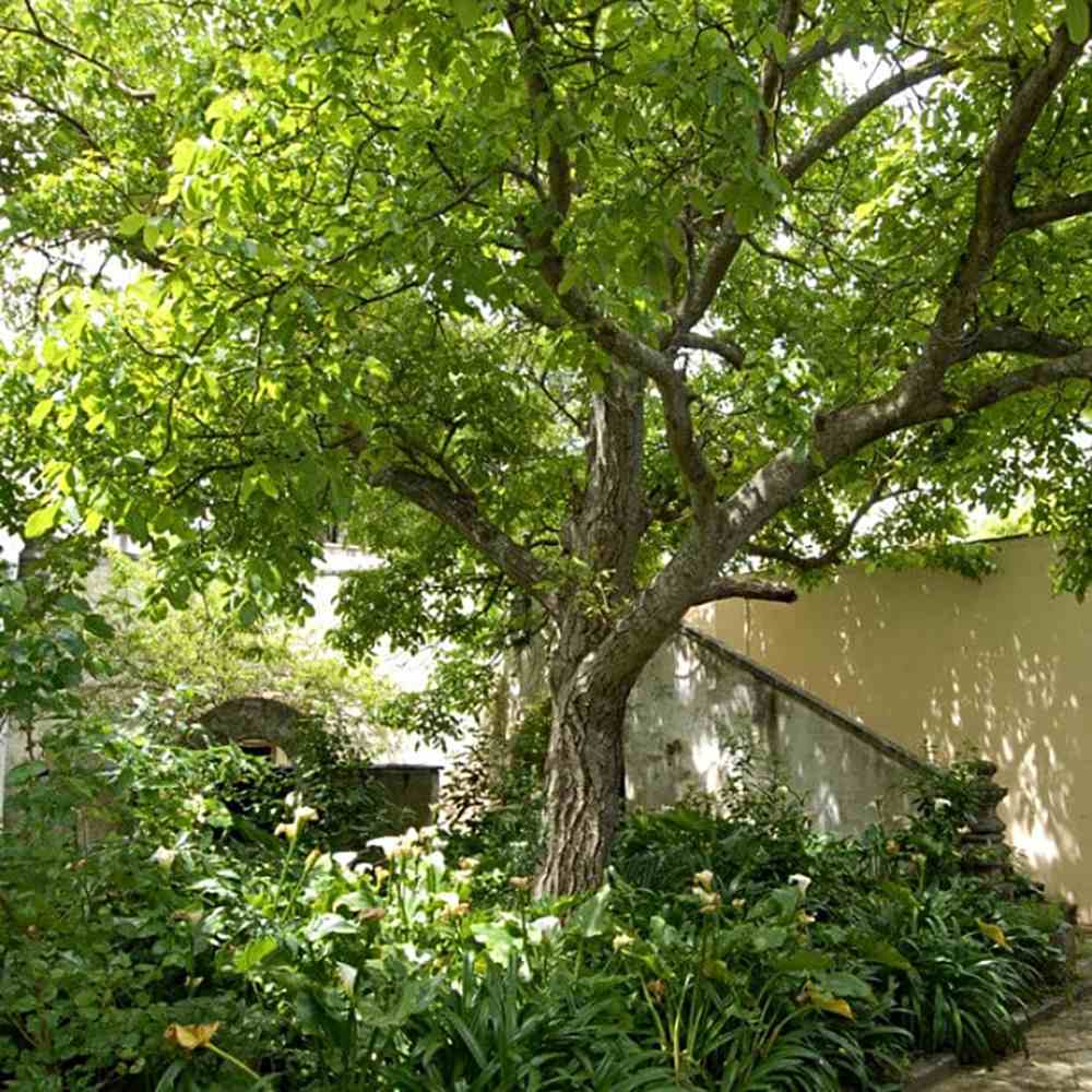 Nuc de Marea Neagra Nealtoit (Juglans Regia), cu dust dulce-amarui