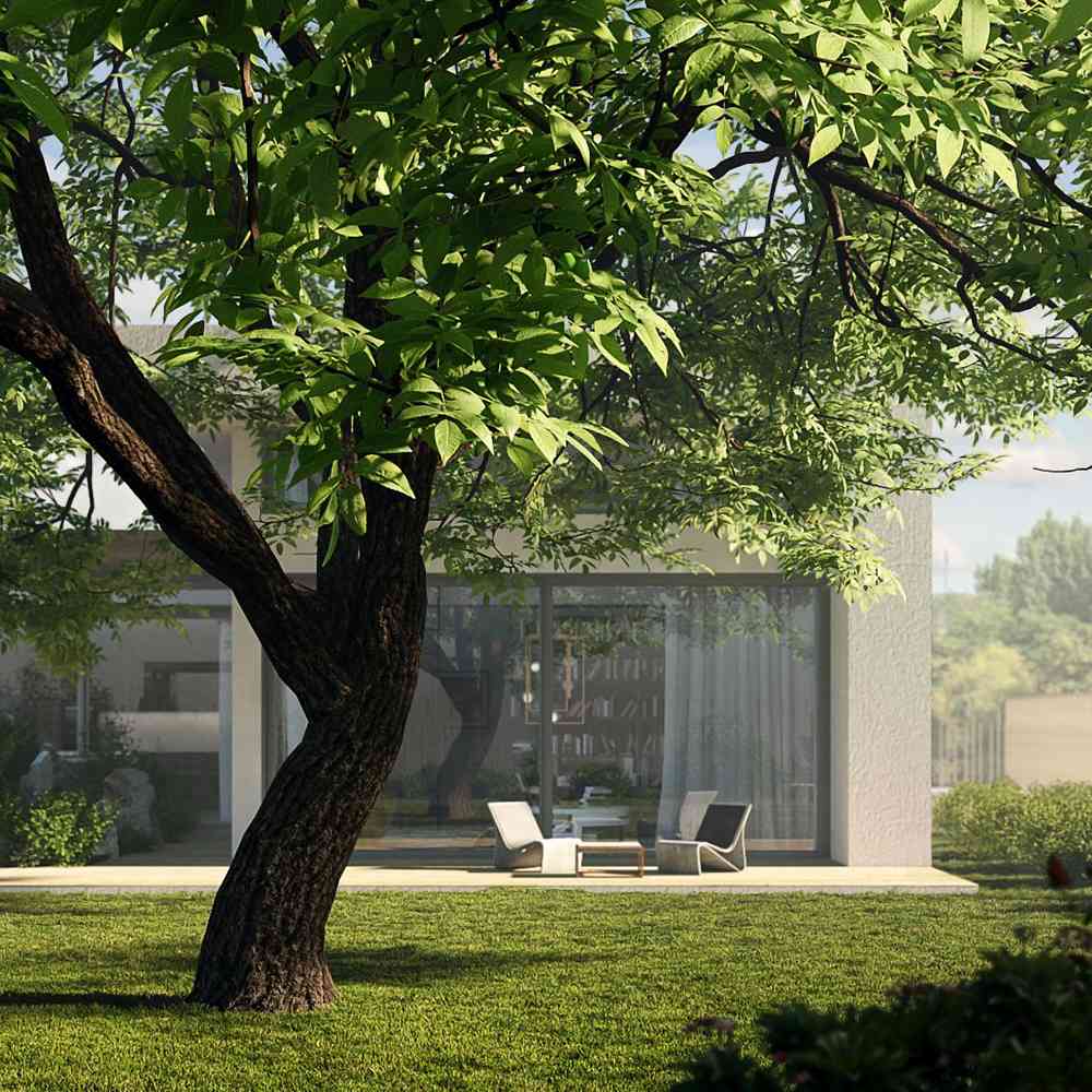 Nuc de Marea Neagra Nealtoit (Juglans Regia), cu dust dulce-amarui