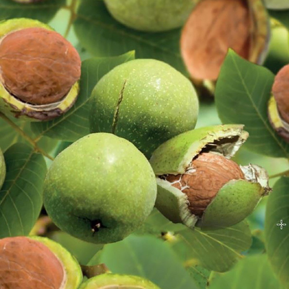 Nuc de Marea Neagra Nealtoit (Juglans Regia), cu dust dulce-amarui