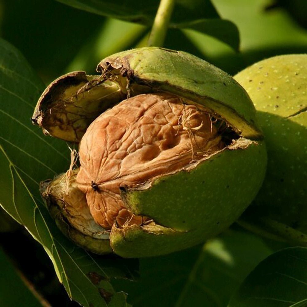 Nuc de Marea Neagra Nealtoit (Juglans Regia), cu dust dulce-amarui