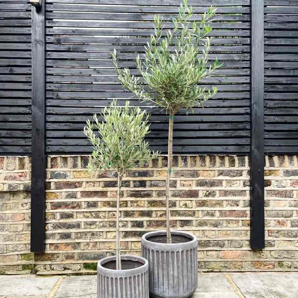 Maslin European Arbequina Aclimatizat, 120 cm, rezistent iarna, usor de ingrijit, vesnic verde, fructifer, efect mediteranean, Tulpina 60 cm