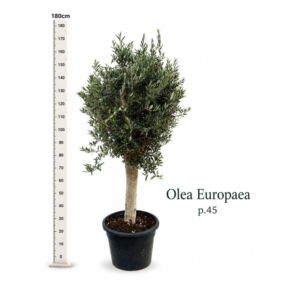 Maslin European Arbequina Aclimatizat, rezistent iarna, vesnic verde, fructifer, usor de ingrijit, efect mediteranean, 170 cm