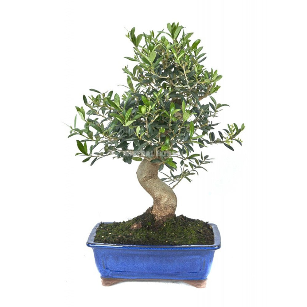Aranjament Bonsai Maslin (Olea sylvestris), 35-45 cm, maslin mic, planta de interior, decorativa, mediteraneana in ghiveci