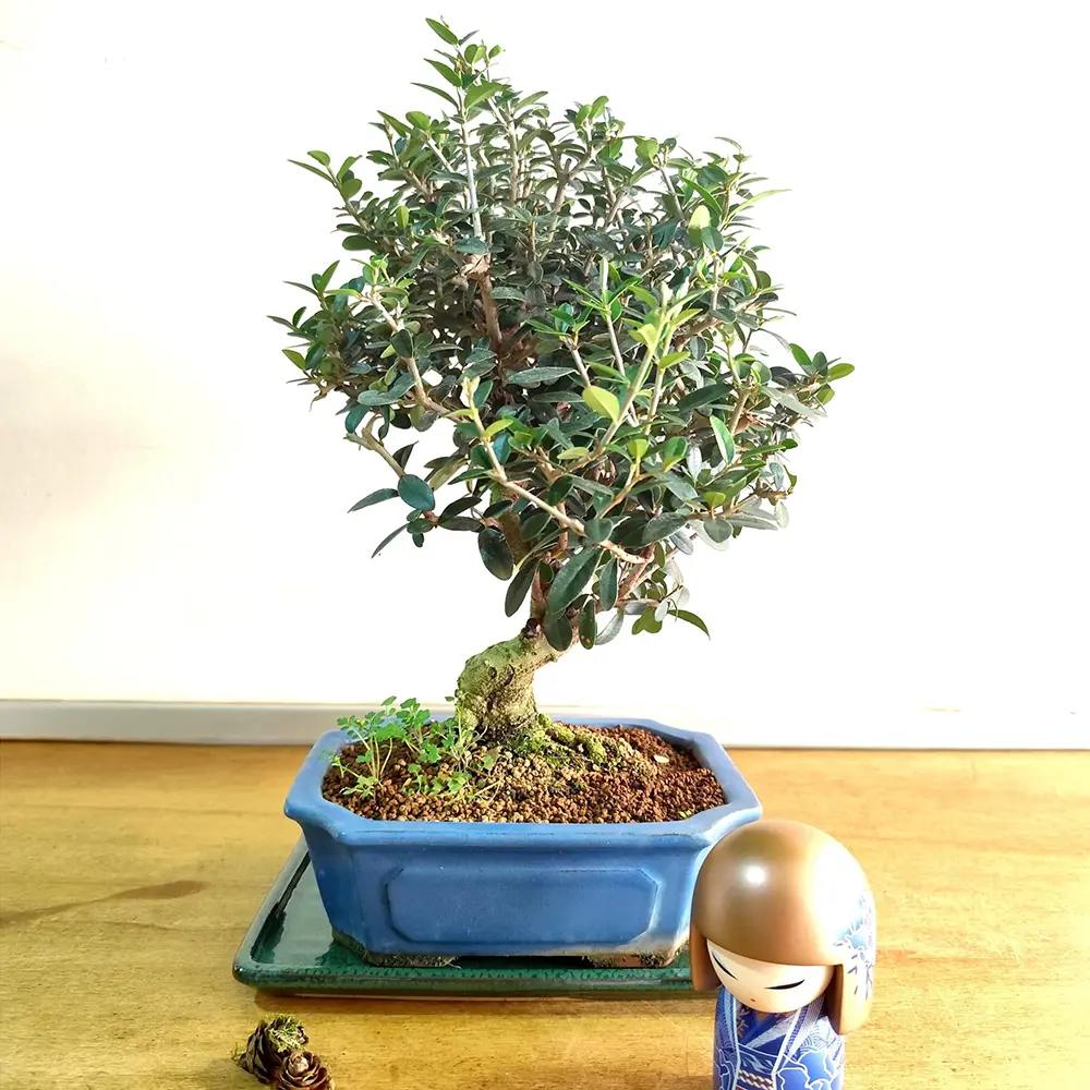 Aranjament Bonsai Maslin (Olea sylvestris), 35-45 cm, maslin mic, planta de interior, decorativa, mediteraneana in ghiveci