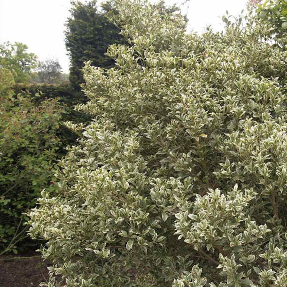 Ilex japonez auriu Osmanthus heterophyllus, arbust vesnic verde cu frunze lucioase variegate auriu-verde si flori albe foarte parfumate de toamna