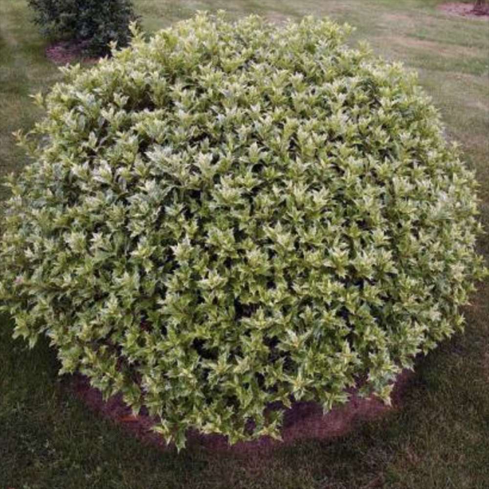 Ilex japonez auriu Osmanthus heterophyllus, arbust vesnic verde cu frunze lucioase variegate auriu-verde si flori albe foarte parfumate de toamna