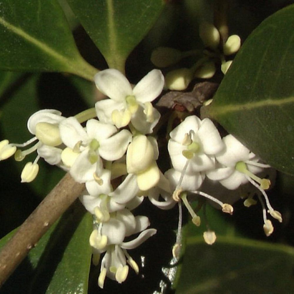 Ilex Fals Japonez Osmanthus Aquifolium, arbust vesnic verde cu flori albe foarte parfumate, cu frunzis dens si lucios, rezistent, ideal pentru garduri vii sau ca planta solitara