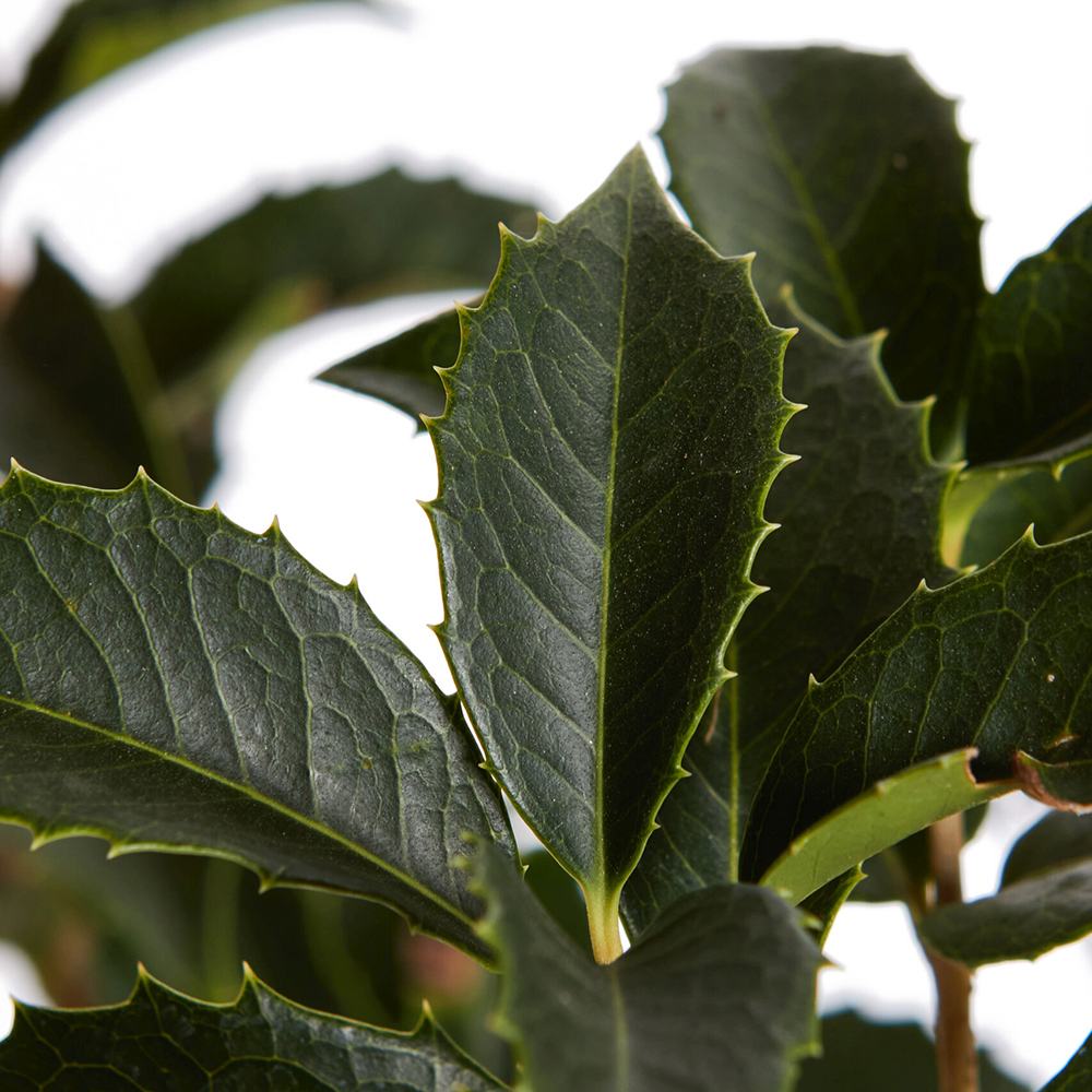 Ilex Fals Japonez Osmanthus Aquifolium, arbust vesnic verde cu flori albe foarte parfumate, cu frunzis dens si lucios, rezistent, ideal pentru garduri vii sau ca planta solitara