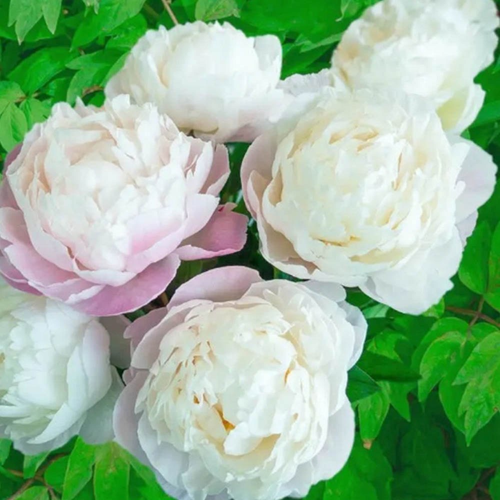 Bujor arbustiv nobil Gardenia, planta perena parfumata flori duble albe