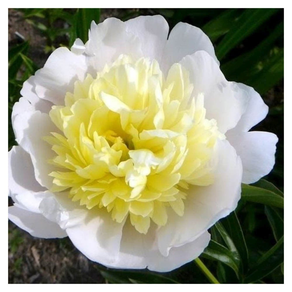 Bujor arbustiv nobil Primevere, cu flori galbene deschis perena parfumata rezistenta