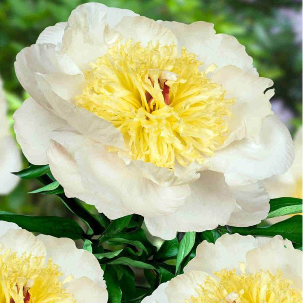 Bujor arbustiv nobil Primevere, cu flori galbene deschis perena parfumata rezistenta