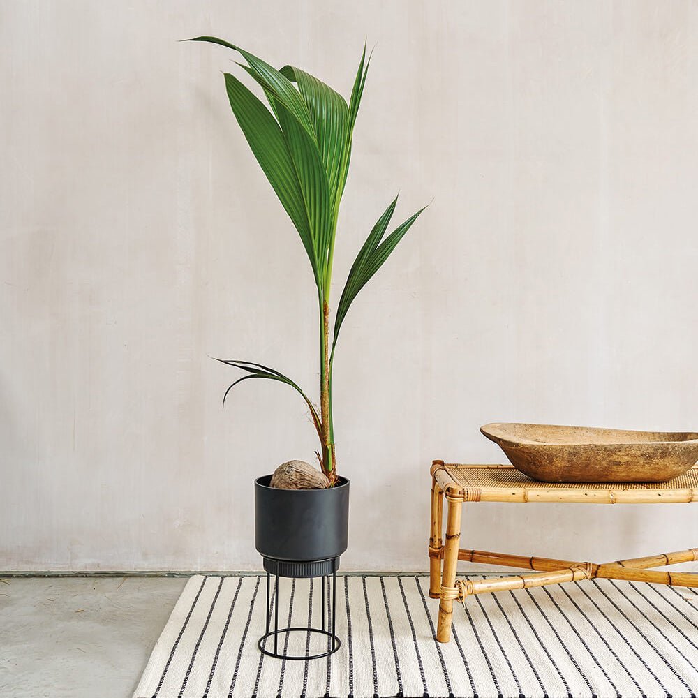 Palmier Cocotier (Cocos Nucifera) - 120 cm