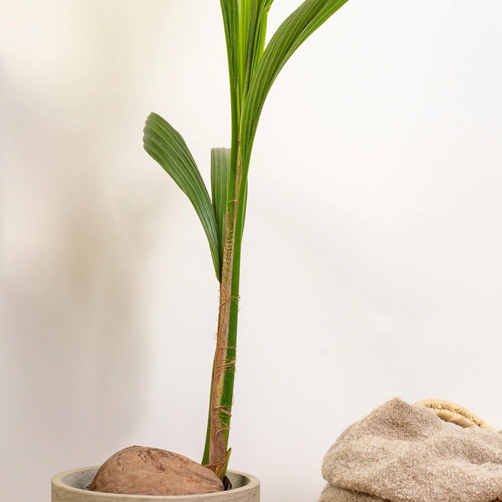 Palmier Cocotier (Cocos Nucifera) - 120 cm