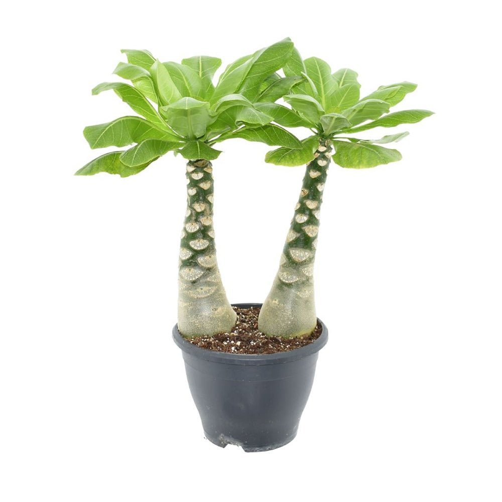 Palmier Hawaiian Brighamia Insignis, planta de interior exotica cu tulpina groasa si frunze verzi lucioase, decor tropical cu flori galbene, planta rara de colectie - 40/45 cm