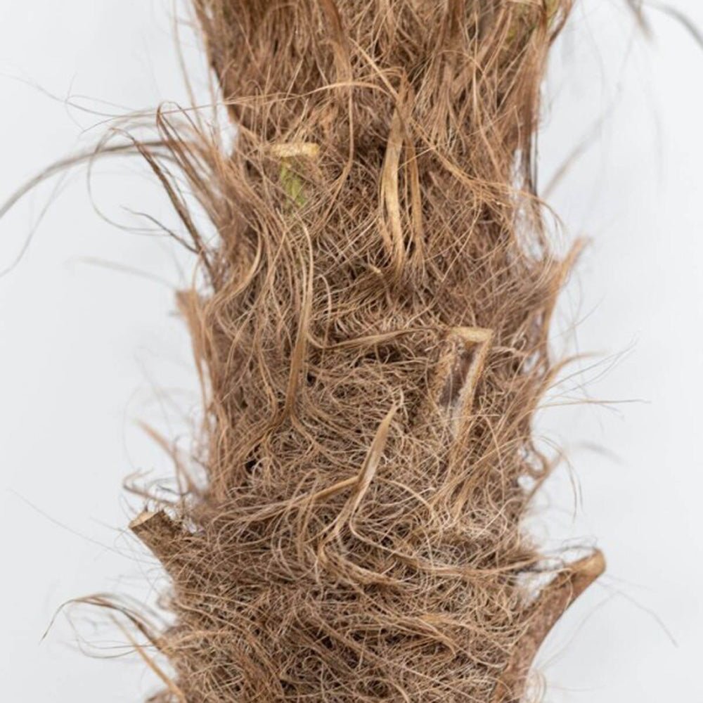 Palmier Morisca Trachycarpus Fortunei (Tulpina 30 cm) - 130/150 cm