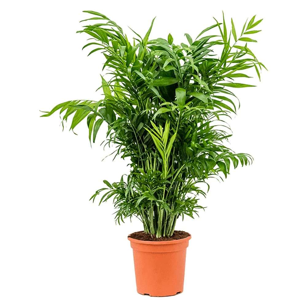Palmier Pitic (Chamaedorea Elegans), 110 cm, planta PREMIUM, de interior, aer curat, intretinere redusa