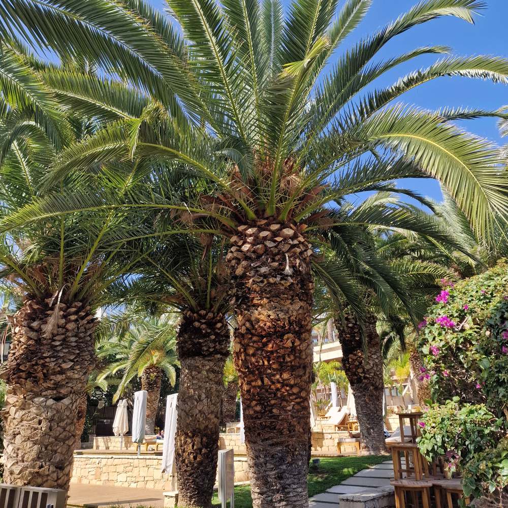 Palmier Curmal (Phoenix Canariensis), palmier canarian ornamental, frunze arcuite verzi, pentru terasa sau ghiveci