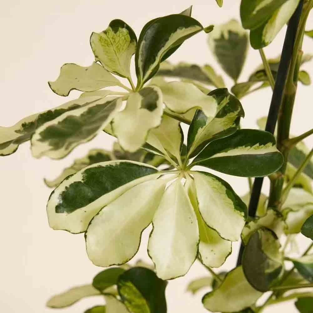 Palmierul Umbrela (Schefflera) Charlotte - 40 cm