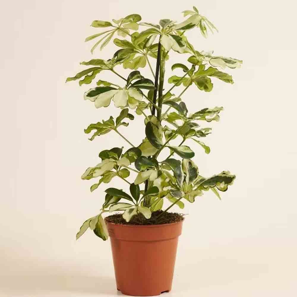 Palmierul Umbrela (Schefflera) Charlotte - 40 cm