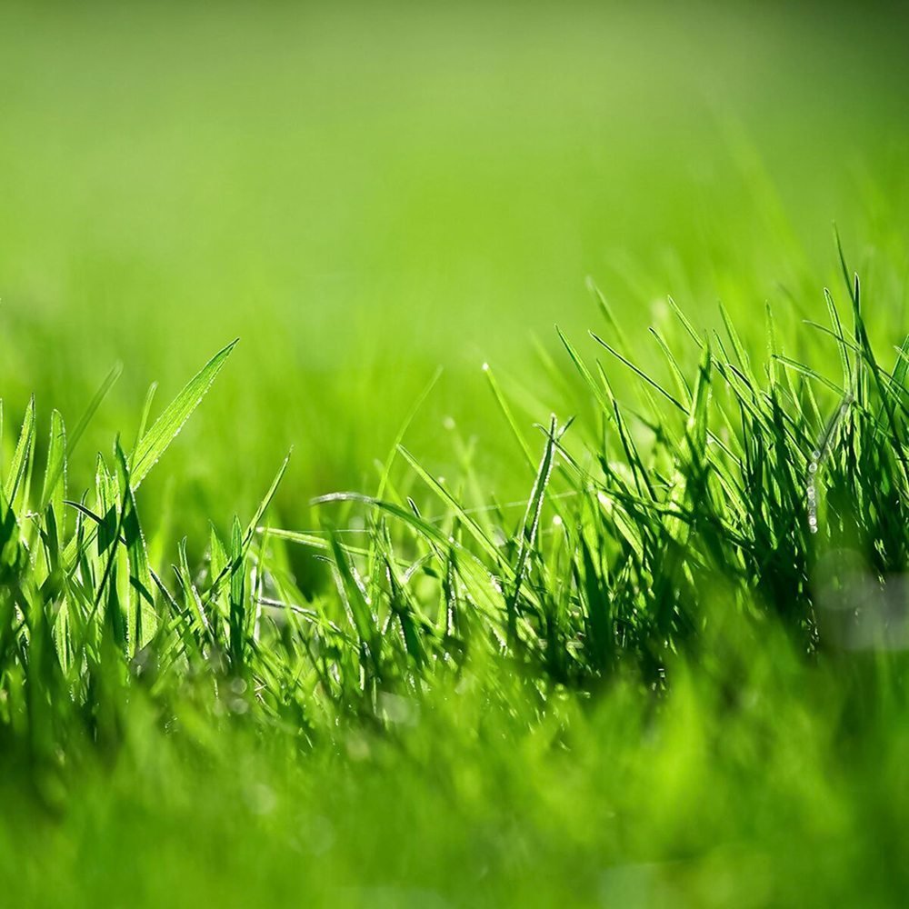 Pamant Special pentru Intretinerea Gazonului, Imbogatit cu Ingrasamant Guano si Nisip de Cuart, 40 l, Floragard