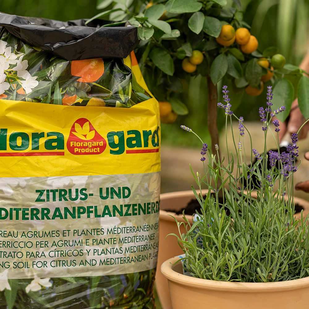 Pamant pentru Plante Citrice si Mediteraneene, 10 l, cu Ingrasamant Premium Imbogatit cu Fier, Floragard