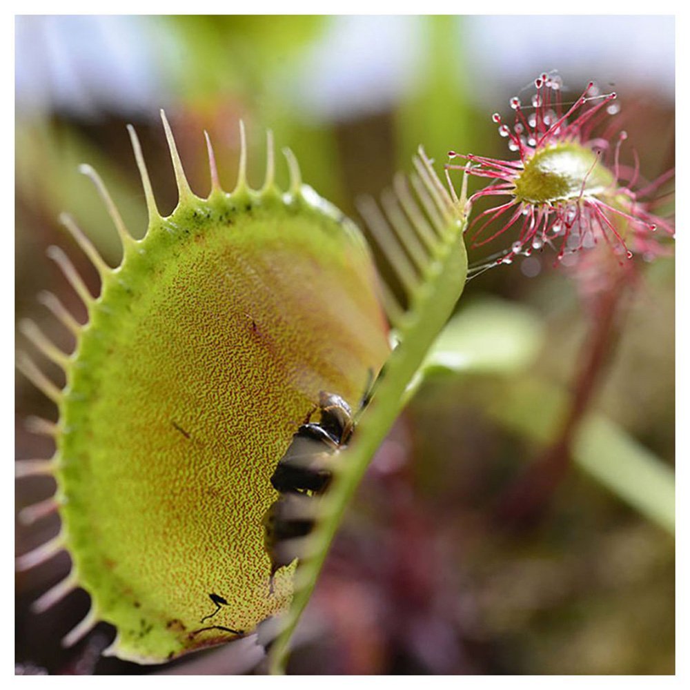 Pamant Special pentru Plante Carnivore, 3 l, Potrivire Perfecta pentru Repotare, Floragard