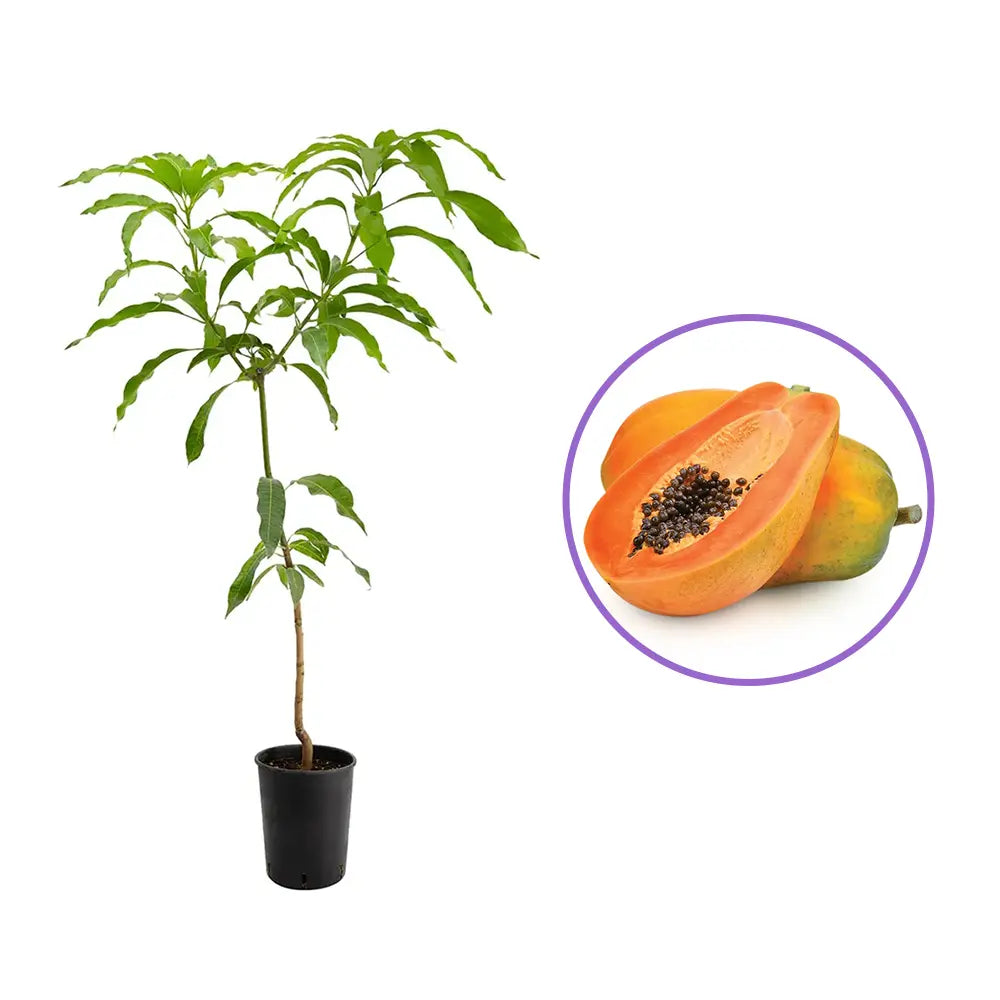 Papaya in ghiveci – pom fructifer exotic, planta de interior, cu fructe comestibile tropicale